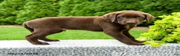 Labrador Retriever dogs for sale: Ryder - Ad 4