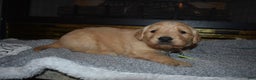Golden Retriever dogs for sale: Misty - Ad 6