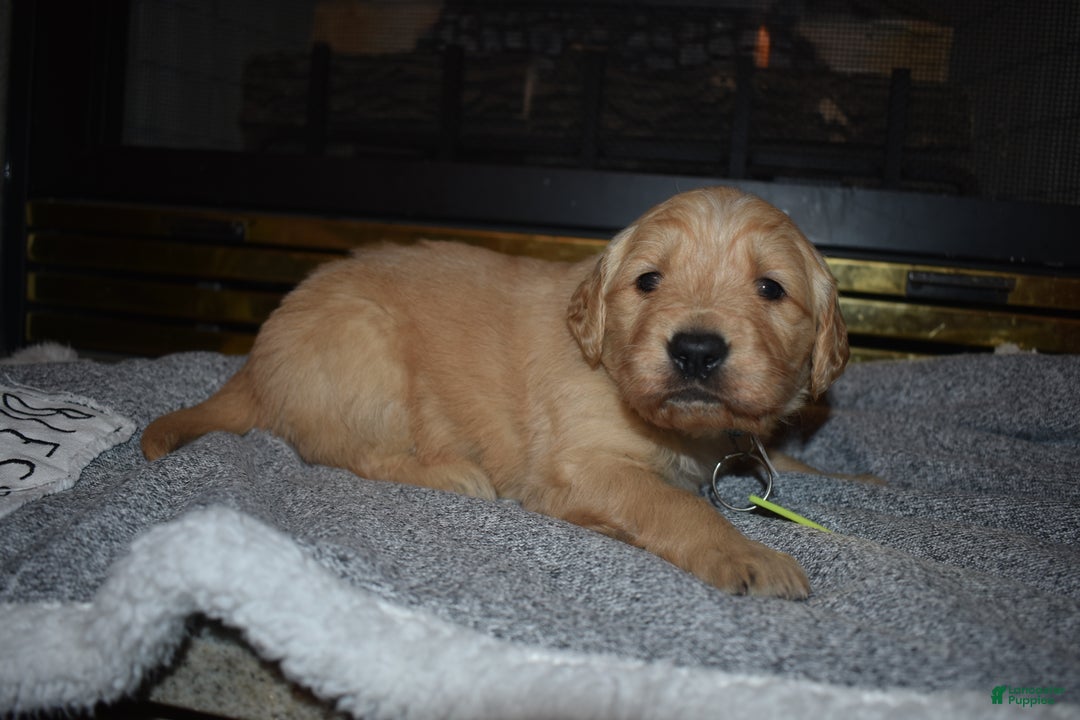 Golden Retriever dogs for sale: Misty - Ad 6