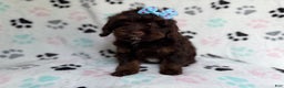 Cockapoo dogs for sale: Cocoa - Ad 2