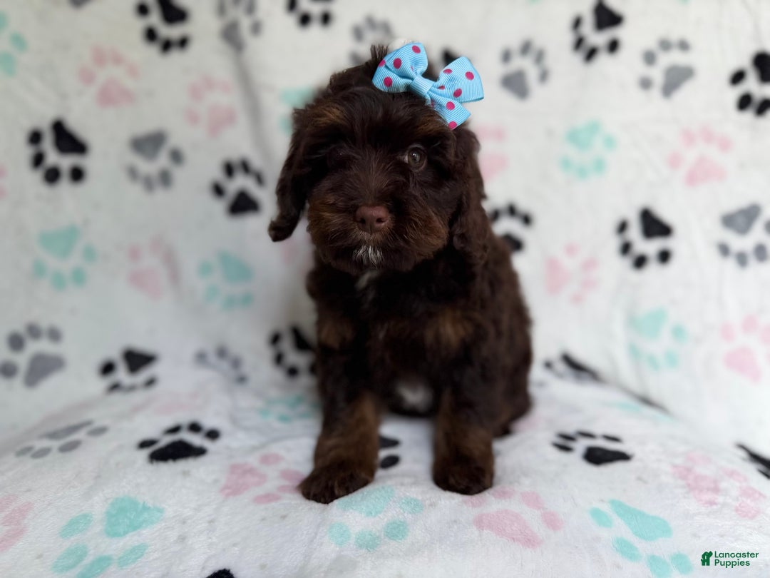 Cockapoo dogs for sale: Cocoa - Ad 2