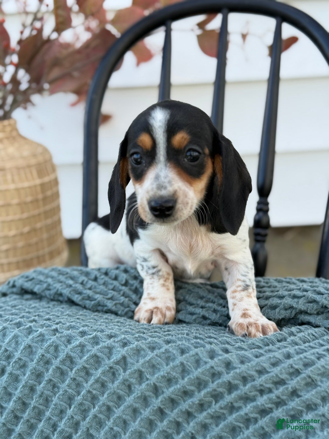 Miniature Dachshund dogs for sale: Tessie - Ad 5