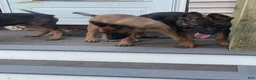 Belgian Malinois dogs for sale: Belgian Malinois 2 - Ad 3