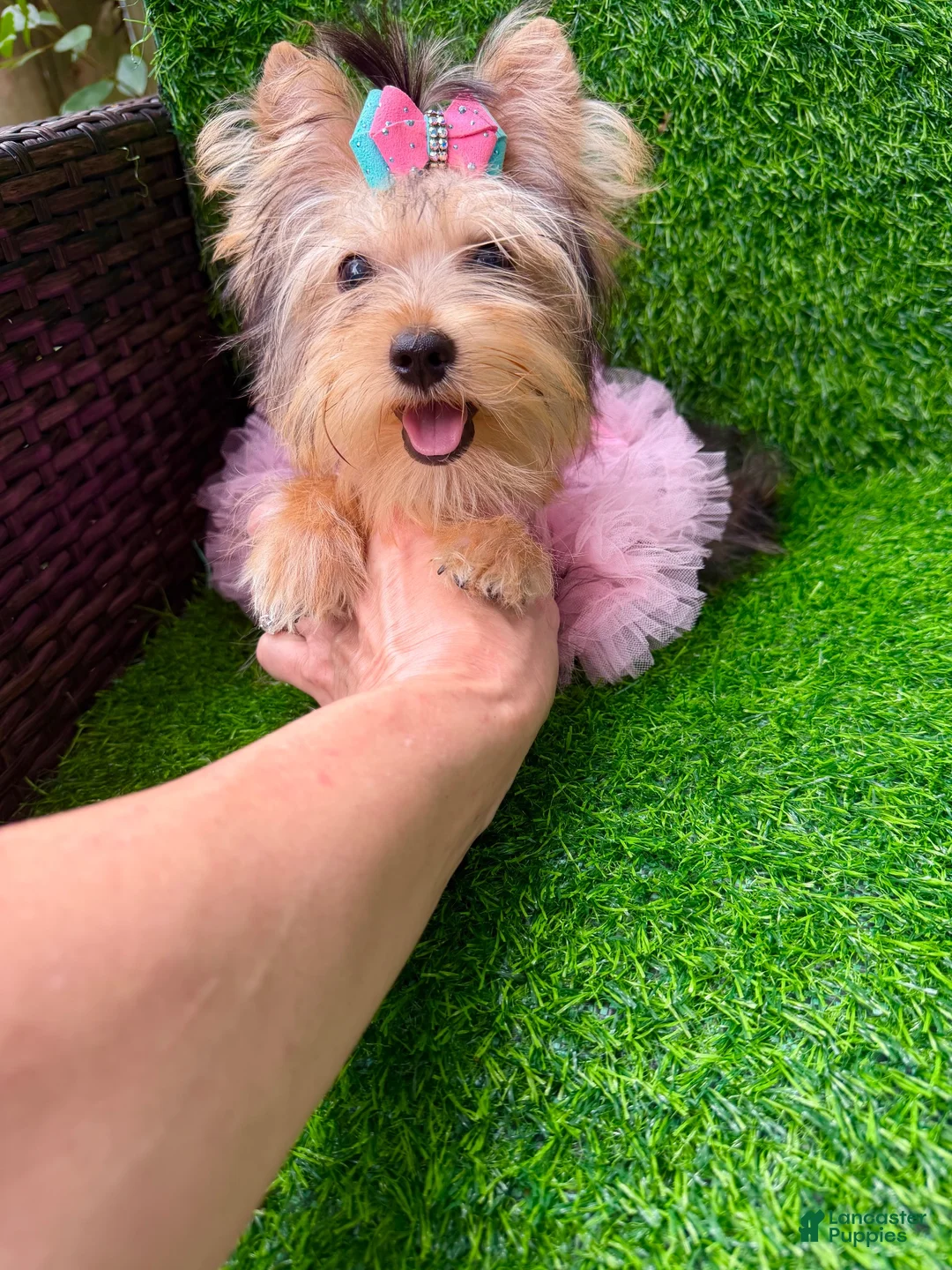 Yorkshire Terrier dogs for sale: Yorkshire Terrier 1 - Ad 8