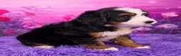 Mini Bernedoodle dogs for sale: Zara - Ad 2