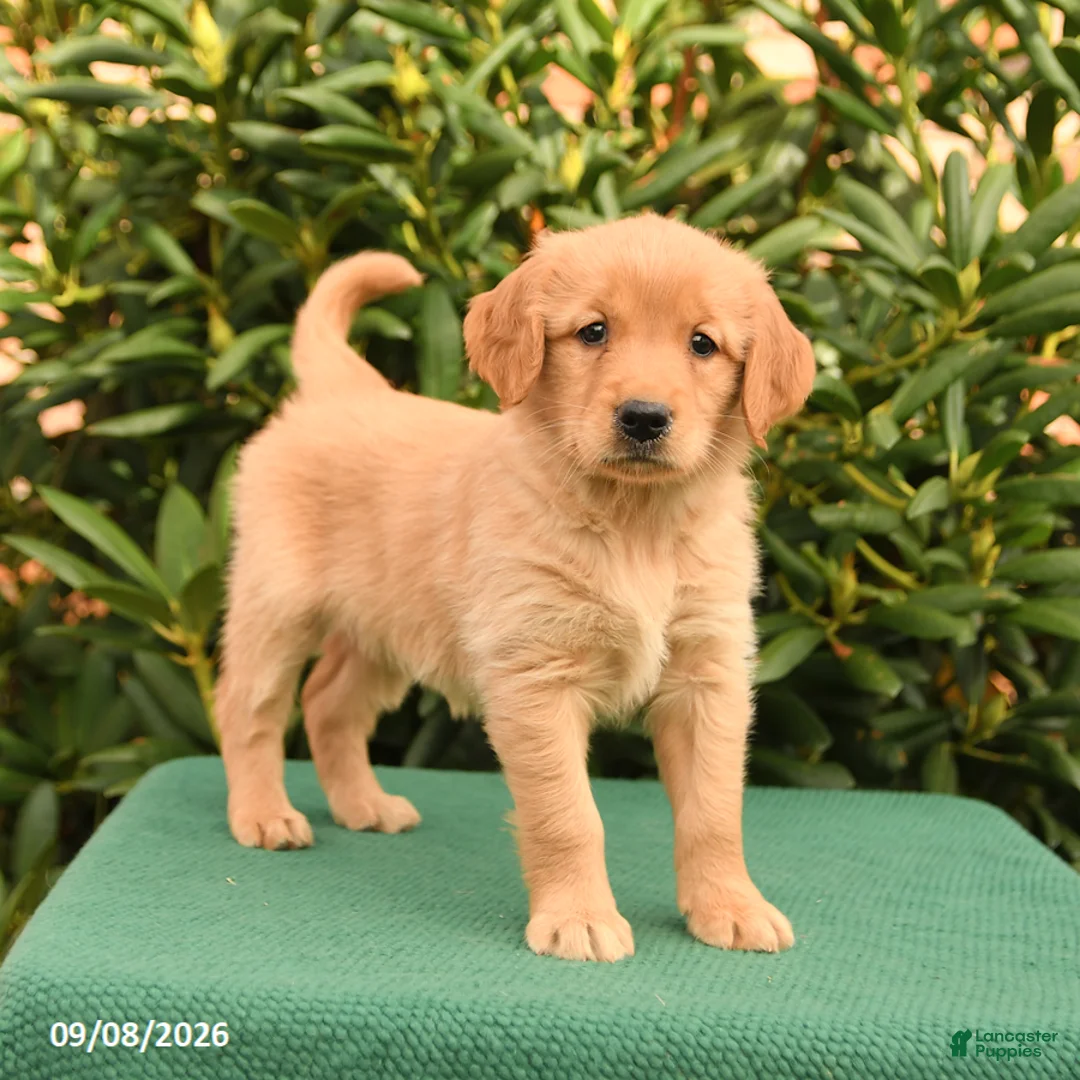 Golden Retriever dogs for sale: Nova - Ad 3