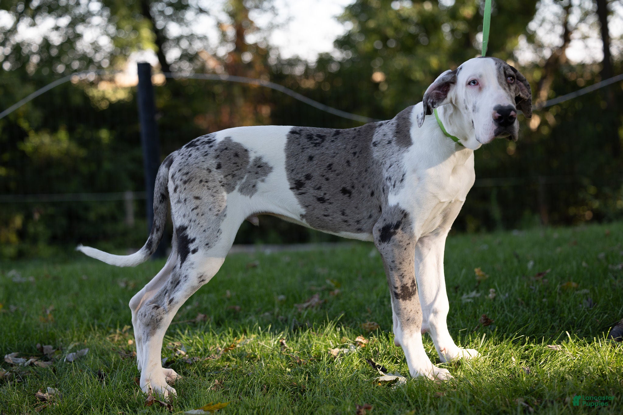 Great Dane dogs for sale: Patches Great Dane  - Ad 2