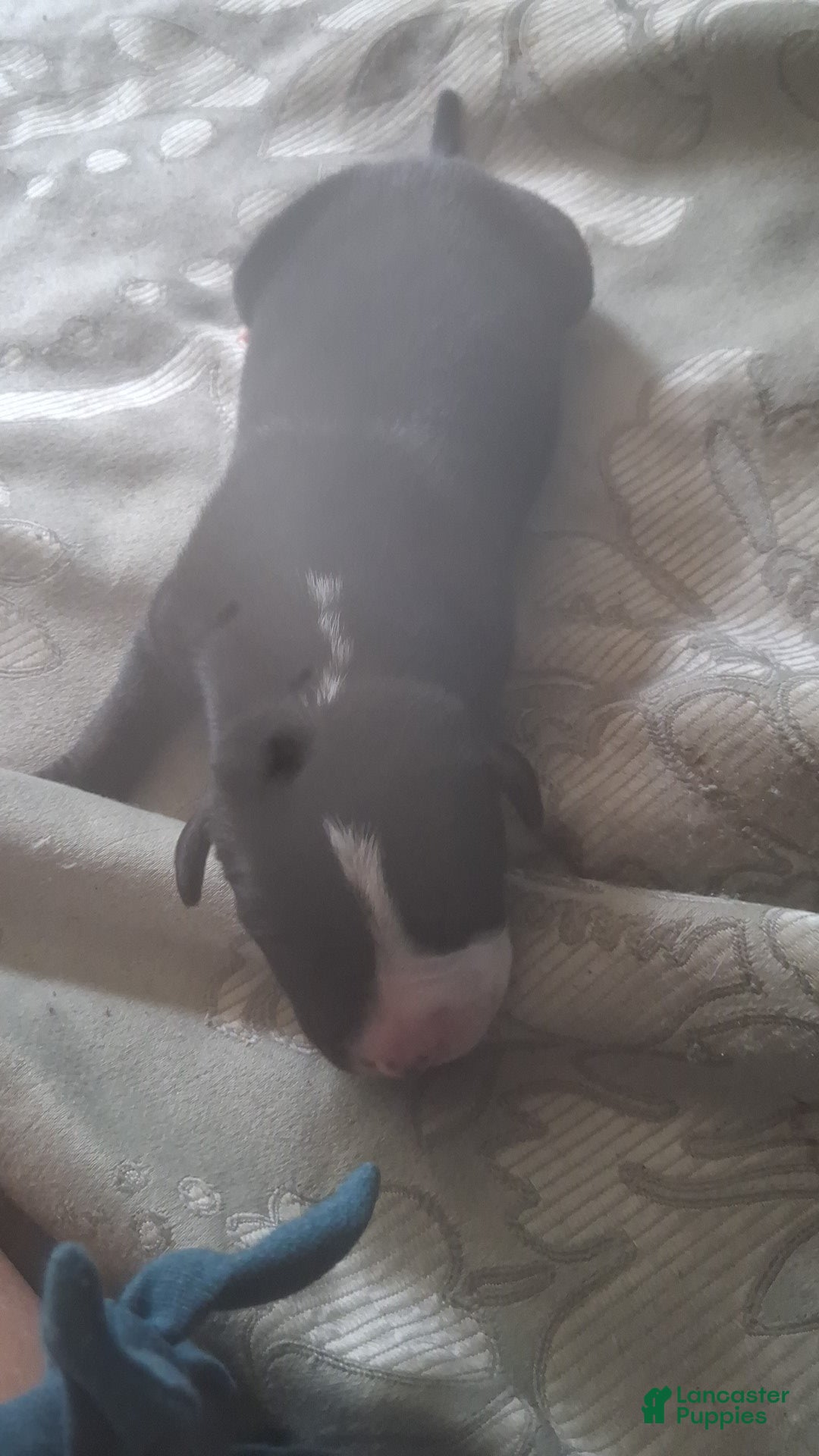 Mixed Breed dogs Female puppy 2 - Ad 1