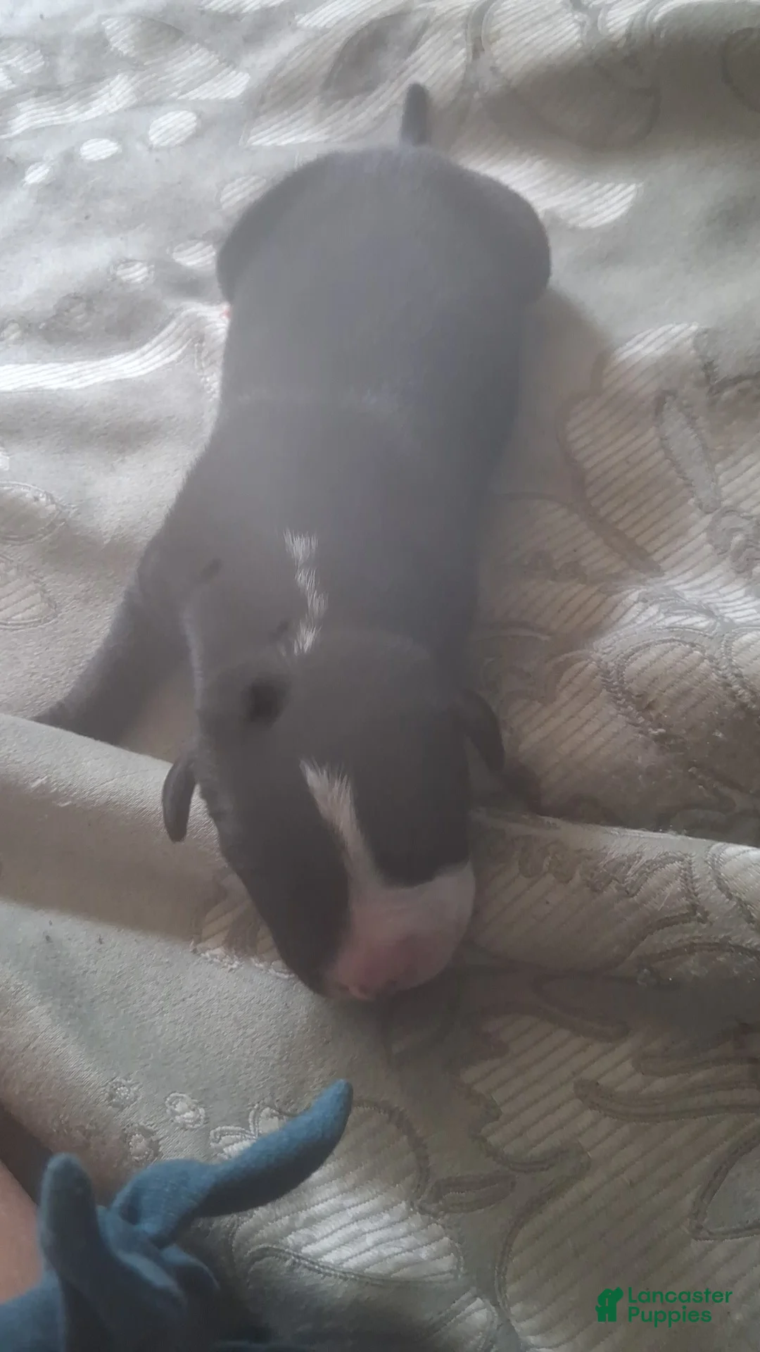 Mixed Breed dogs for sale: Female puppy 2 - Ad 1