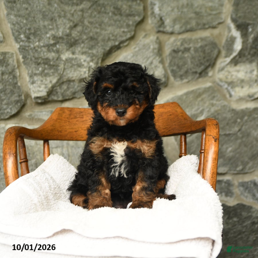 Mini Aussiedoodle dogs Ursula - Ad 1