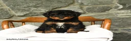 Mini Aussiedoodle dogs for sale: Ursula - Ad 1