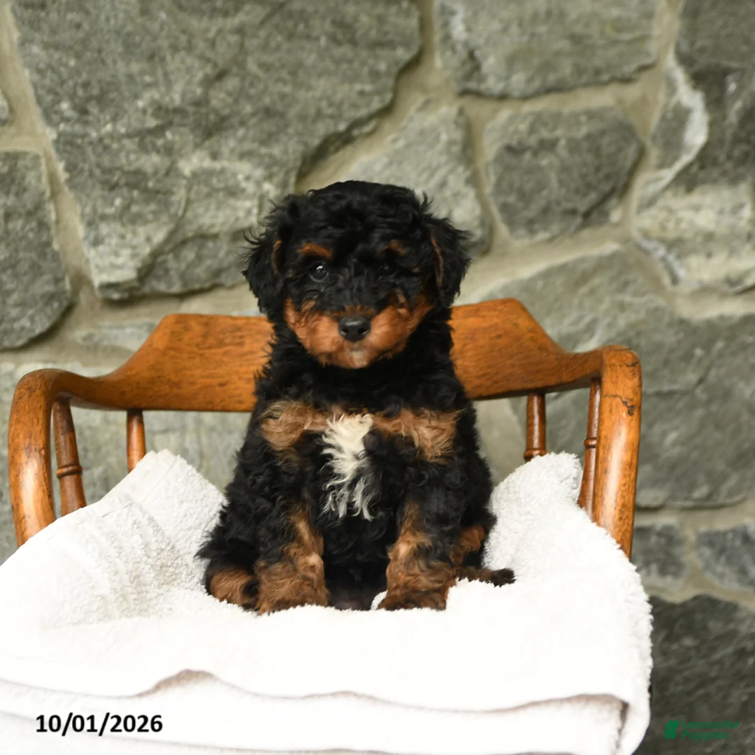 Mini Aussiedoodle dogs for sale: Ursula - Ad 1