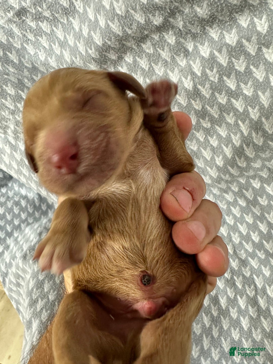 Goldendoodle dogs for sale: Red - Ad 7