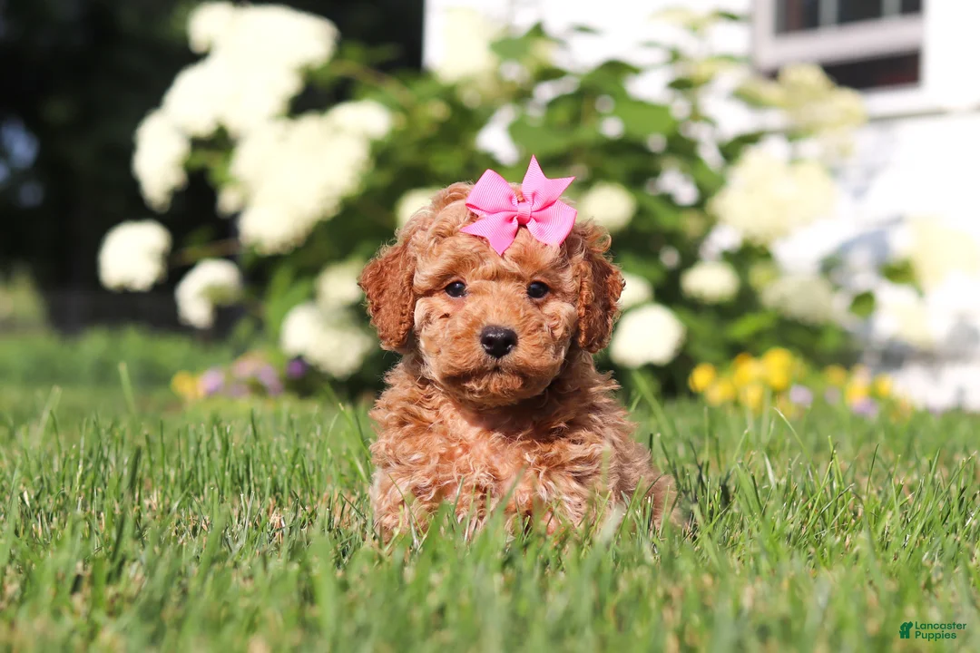 Cavapoo dogs for sale: Millie - Ad 1