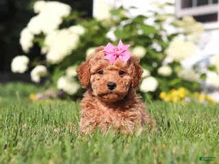 Cavapoo dogs for sale: Millie - Ad 1