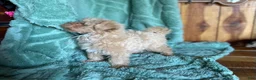 Maltipoo dogs for sale: Maltipoo Puppy 1 - Ad 6