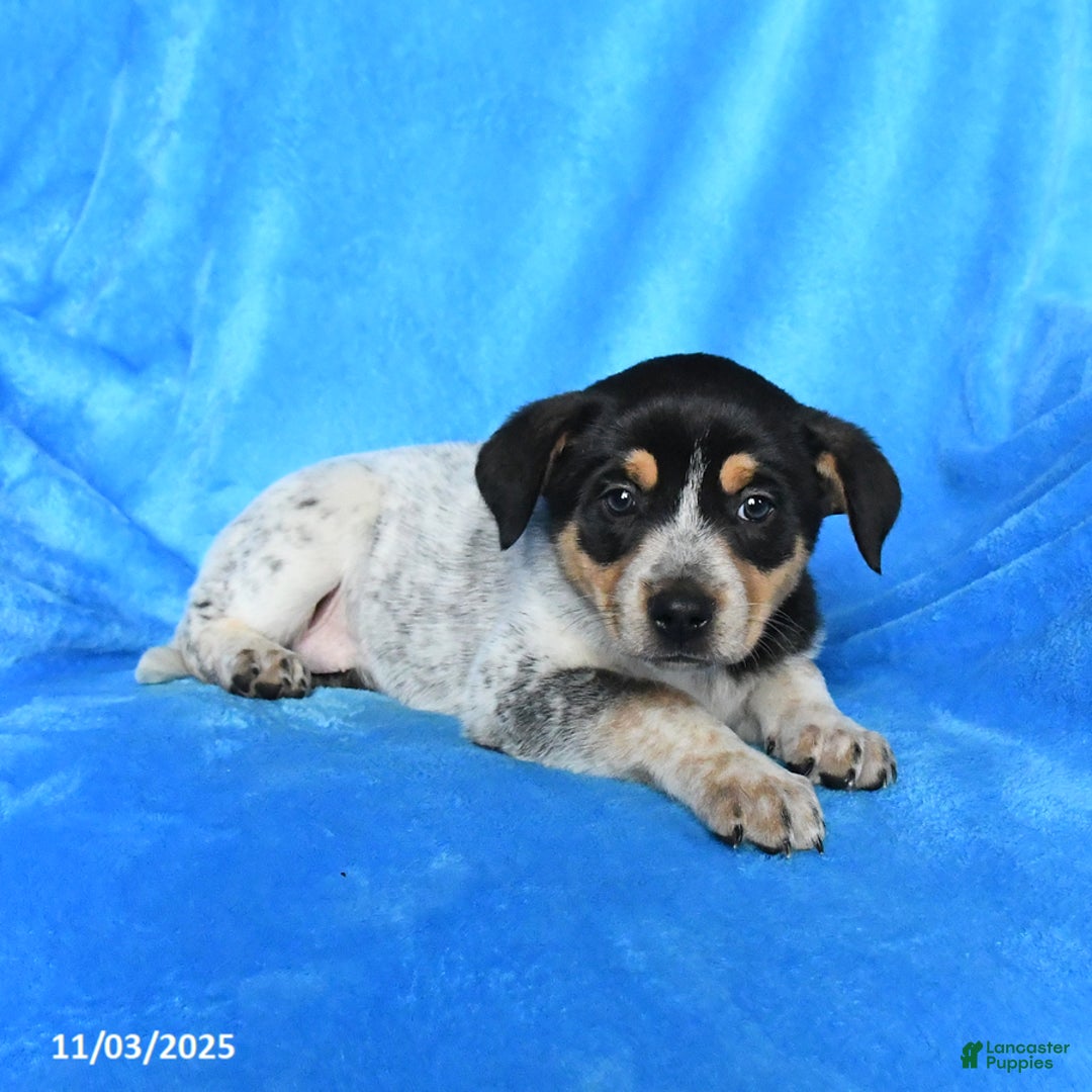 Australian Cattle Dog dogs for sale: Sandy - Ad 3