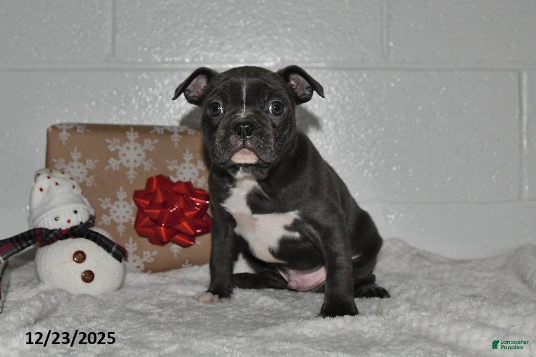 Frenchton dogs for sale: Dallas - Ad 2