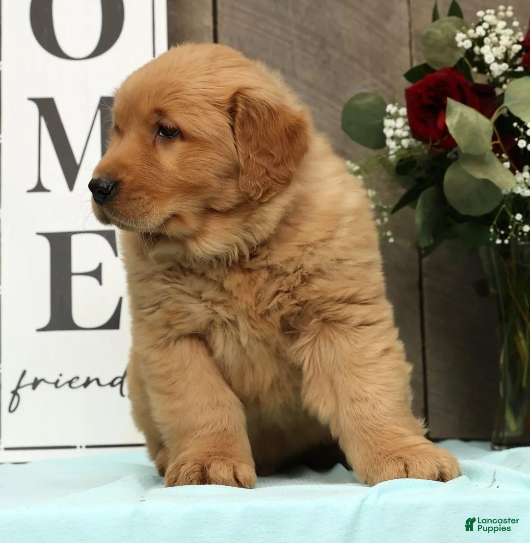 Golden Retriever dogs for sale: Alec - Ad 6