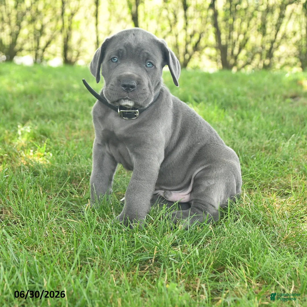 Cane Corso dogs for sale: Russler - Ad 1