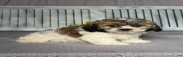 Teddy Bear dogs for sale: Rocky - Ad 4