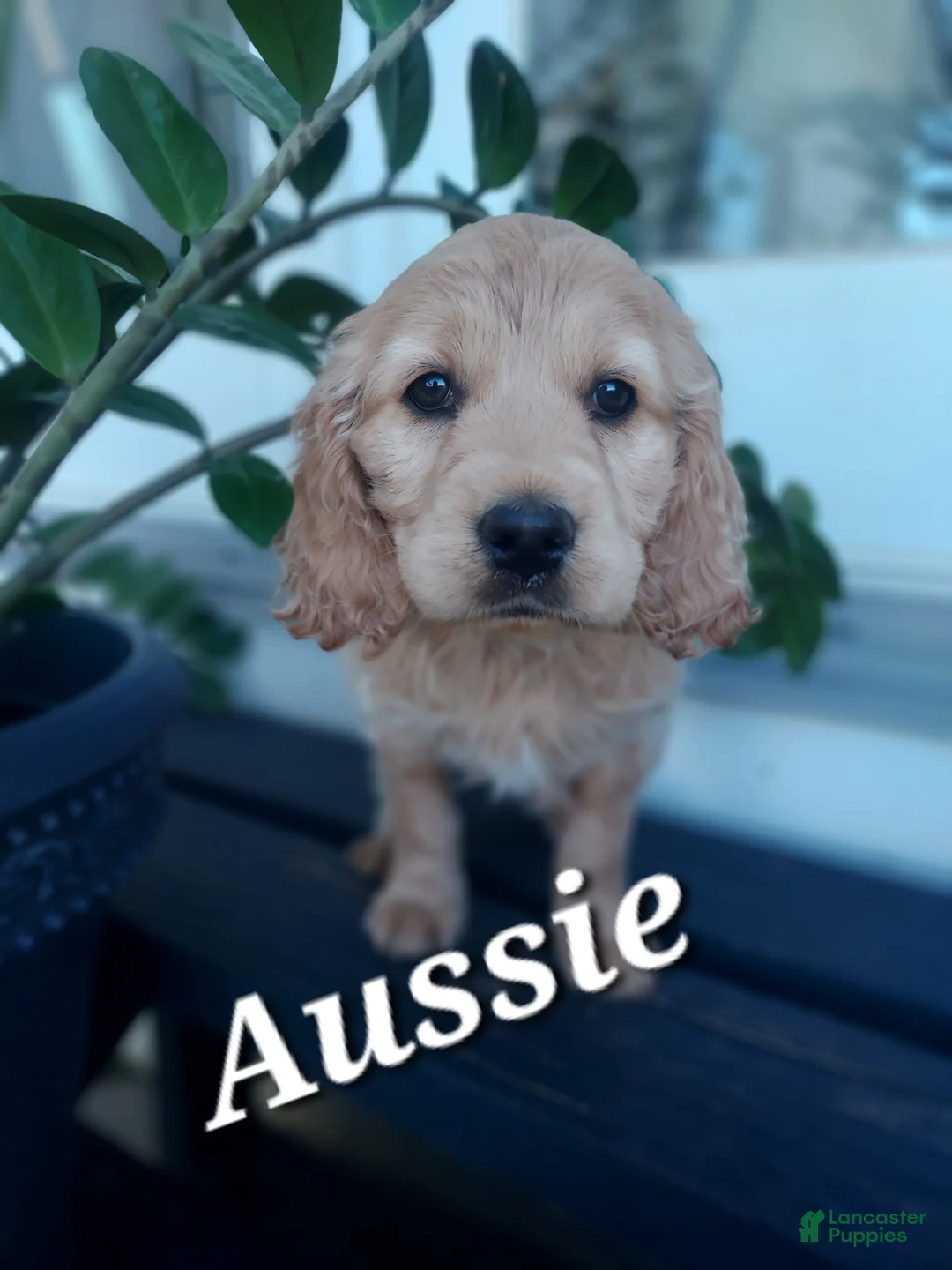Mixed Breed dogs for sale: Aussie - Ad 1