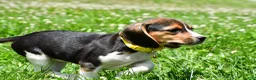 Beagle dogs for sale: Veronica - Ad 5