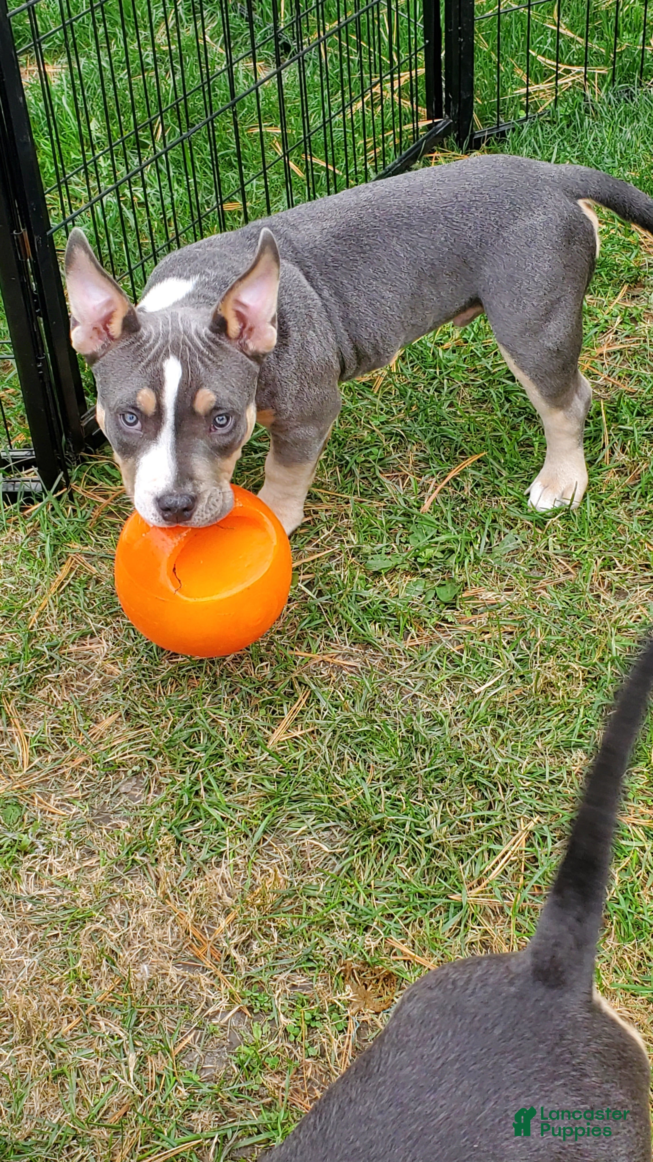 American Bully dogs American Bully 1 - Ad 1