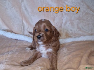 Cavapoo dogs - Ad 3