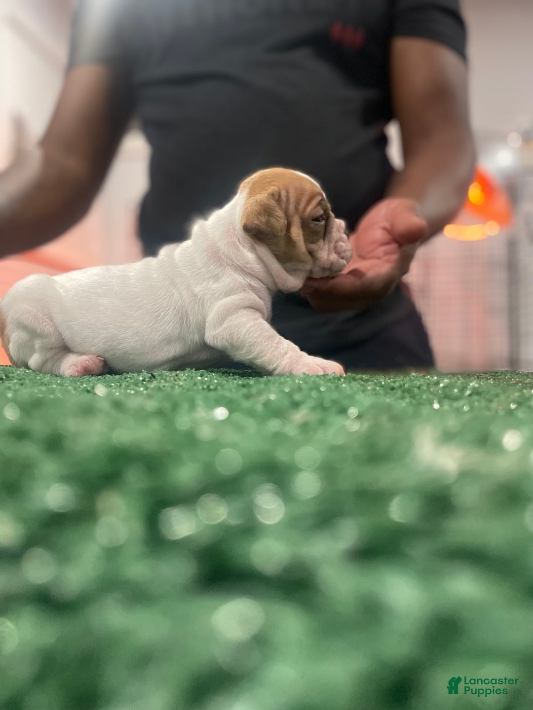 American Bully dogs for sale: American Bully Puppy 6 - Ad 16