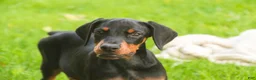 Doberman Pinscher dogs for sale: Reverie - Ad 1