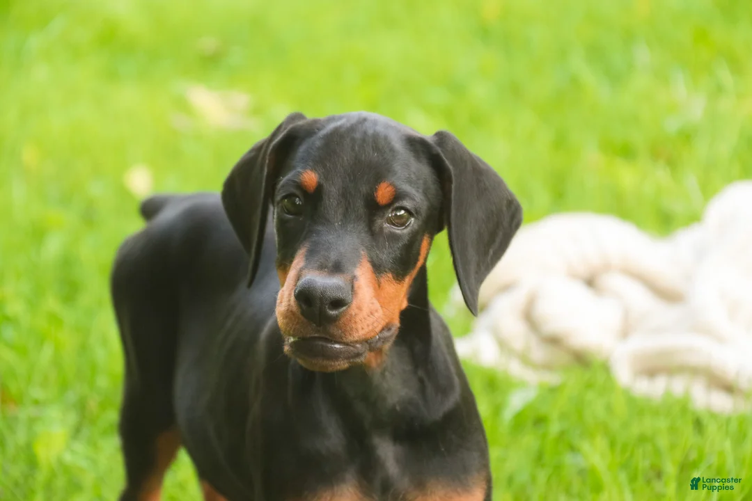 Doberman Pinscher dogs for sale: Reverie - Ad 1