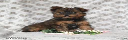 Yorkshire Terrier dogs for sale: Violet - Ad 1