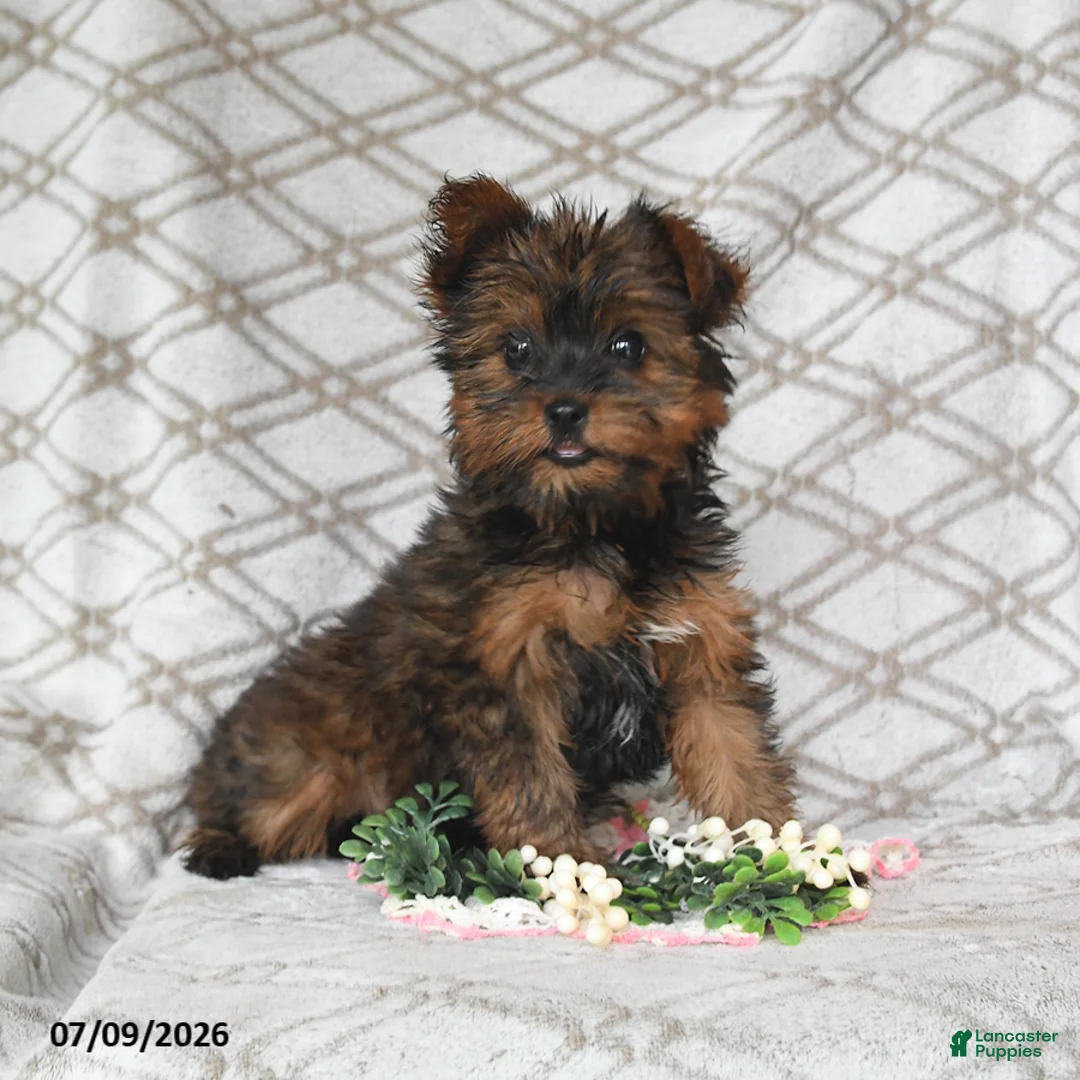Yorkshire Terrier dogs for sale: Violet - Ad 1