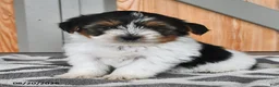 Mixed Breed dogs for sale: Andrew - Ad 4