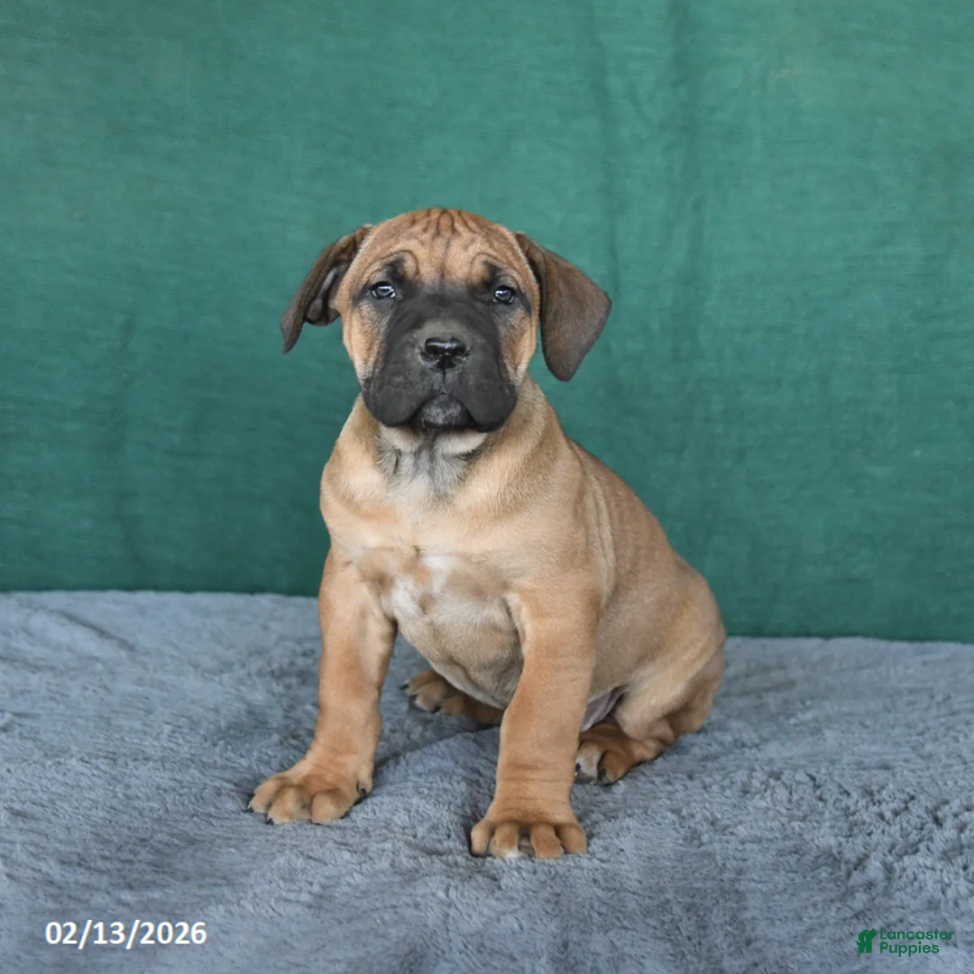 South African Boerboels dogs for sale: Amber - Ad 2