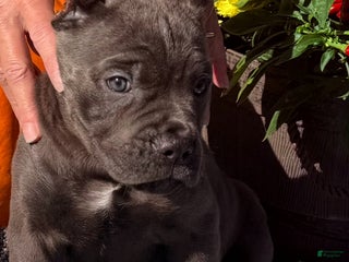 Cane Corso dogs - Ad 19