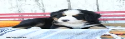Bernese Mountain Dog dogs for sale: Rex - Ad 3