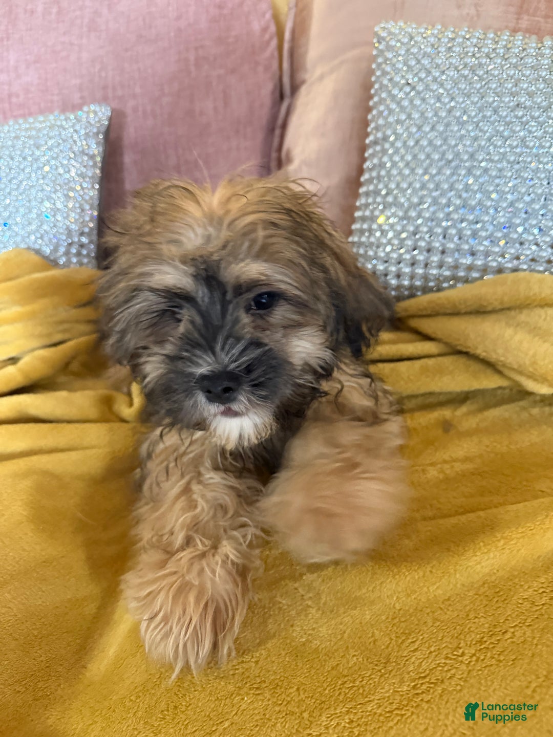 Mixed Breed dogs for sale: Mixed Breed Puppy 1 - Ad 5