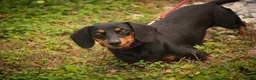 Miniature Dachshund dogs for sale: Lottie Miniature Dachshund  - Ad 8