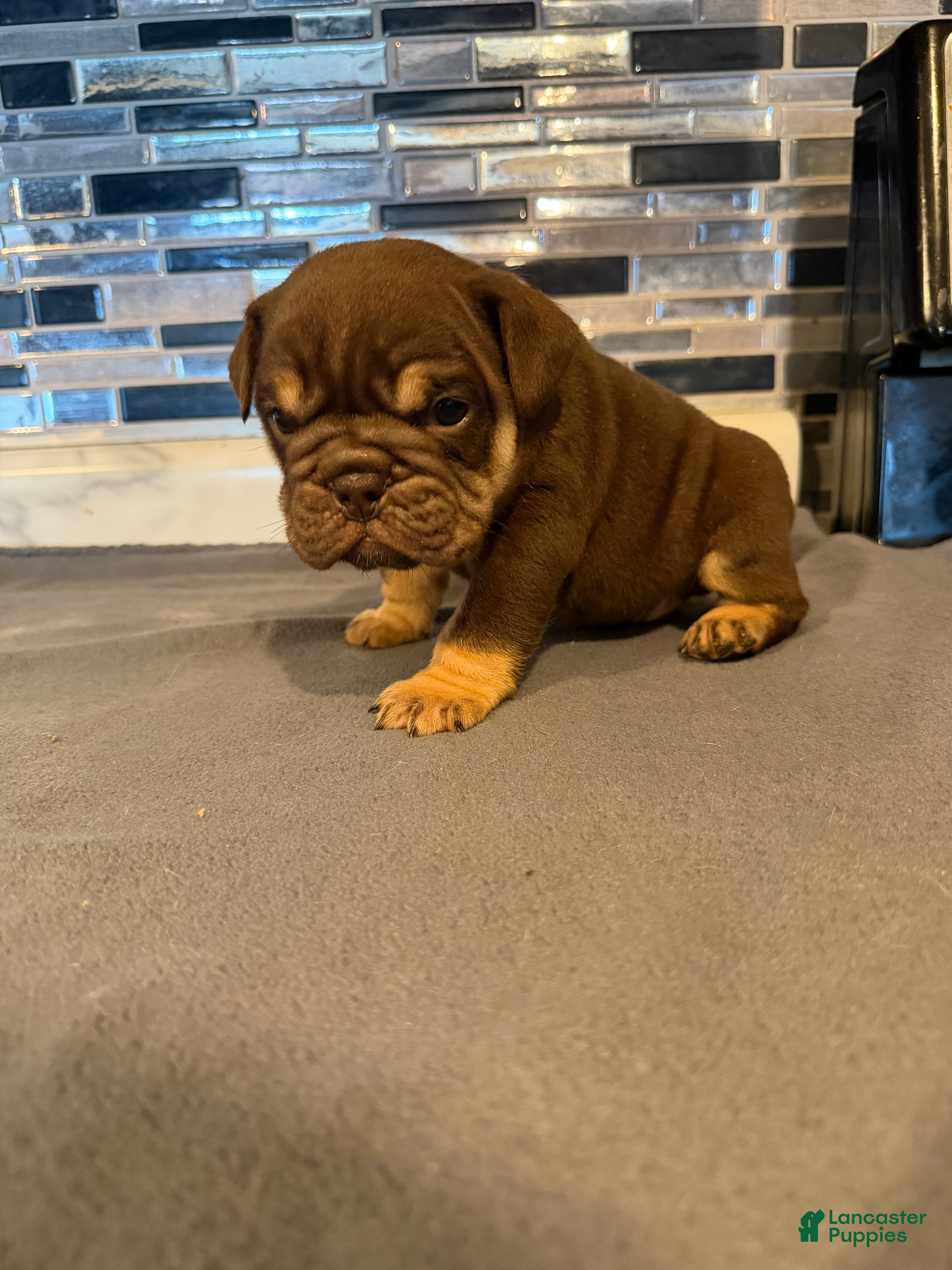 English Bulldog dogs Chocolate Full suit male - Ad 41