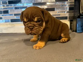 English Bulldog dogs Chocolate Full suit male - Ad 41