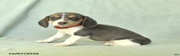 Beagle dogs for sale: Yamila - Ad 3