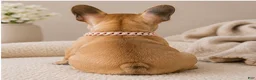 French Bulldog dogs for sale:  LIZZIE 💕 Our Sweet Little Fawn Frenchie! - Ad 24