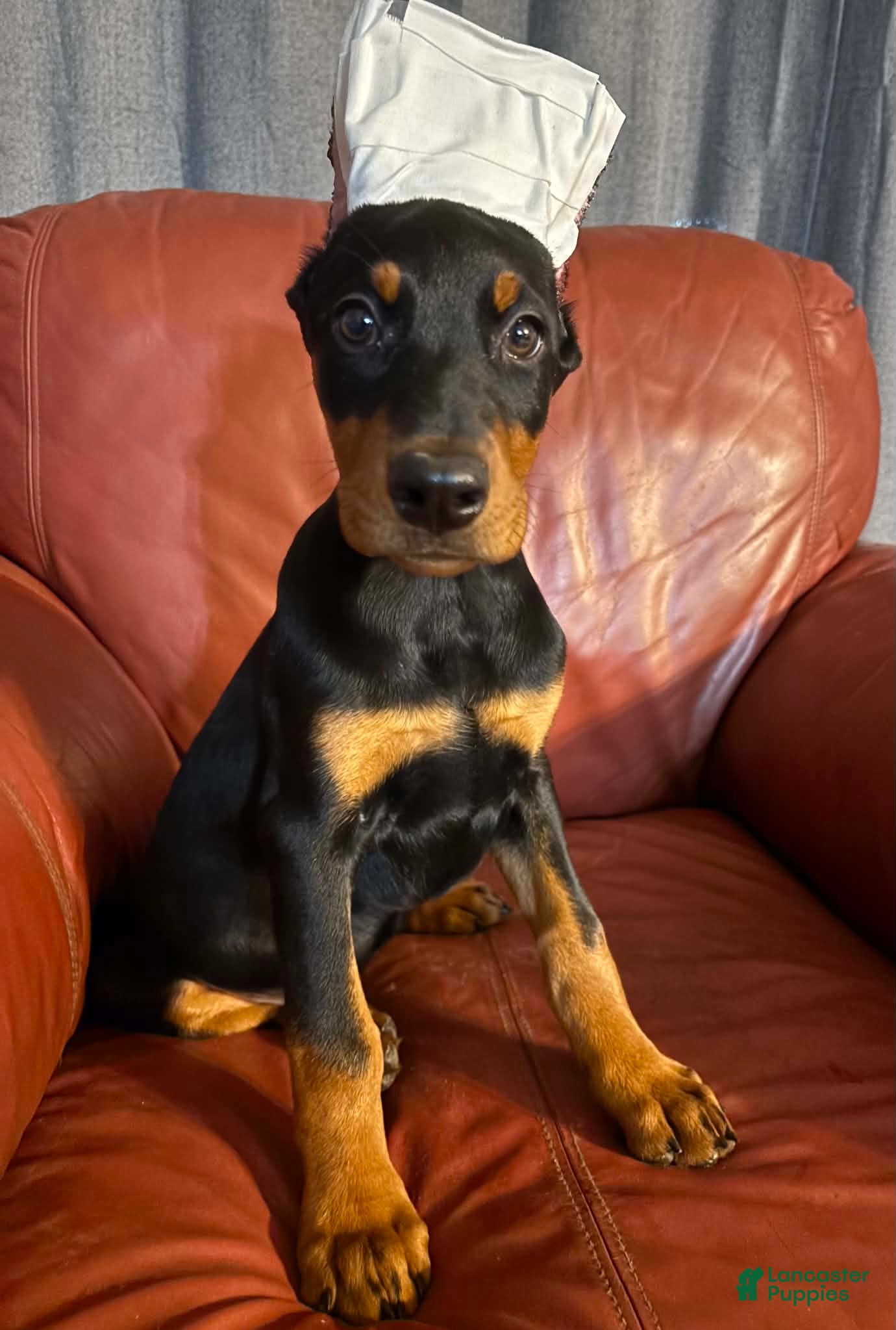 Doberman Pinscher dogs Female 1 - Ad 20