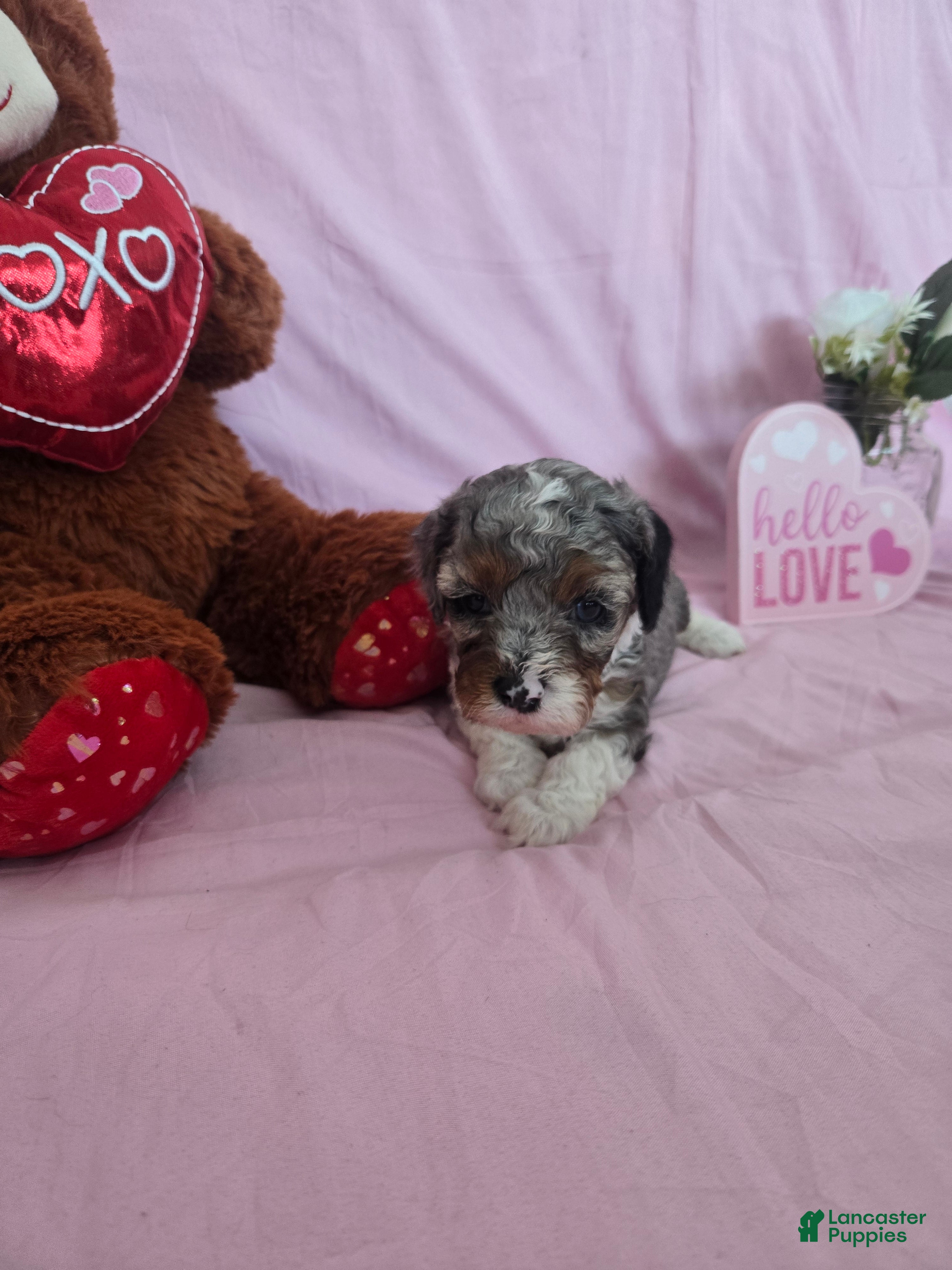 Cavapoo dogs Eyore - Ad 2