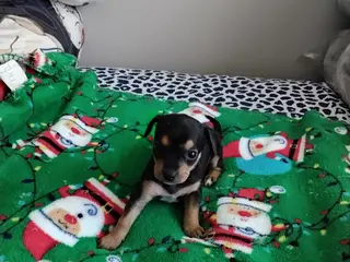 Mixed Breed dogs ChiChi - Ad 7