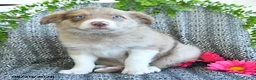 Border Collie dogs for sale: Reva - Ad 1