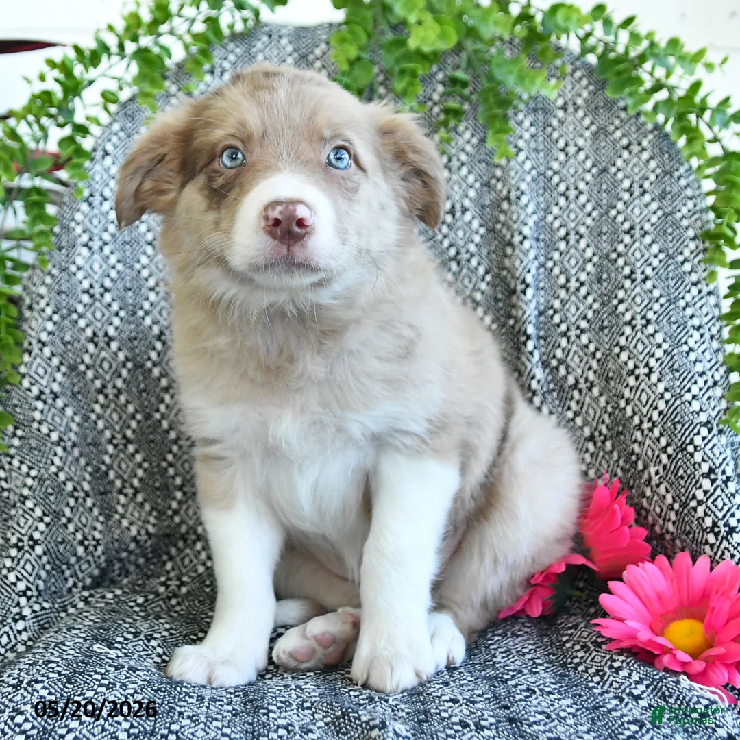 Border Collie dogs for sale: Reva - Ad 1