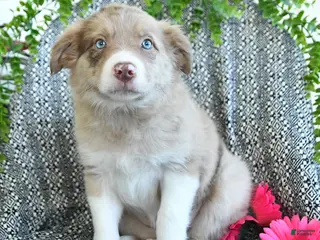 Border Collie dogs for sale: Reva - Ad 1